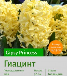  Гиацинт (Heacintus) Gipsy Princess